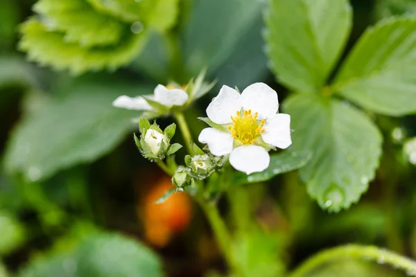 Strawberry flowers and leaves — Stock Photo, Image