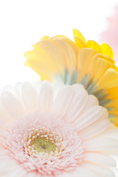 Anbudsförfarande Gerbera blommor — Stockfoto