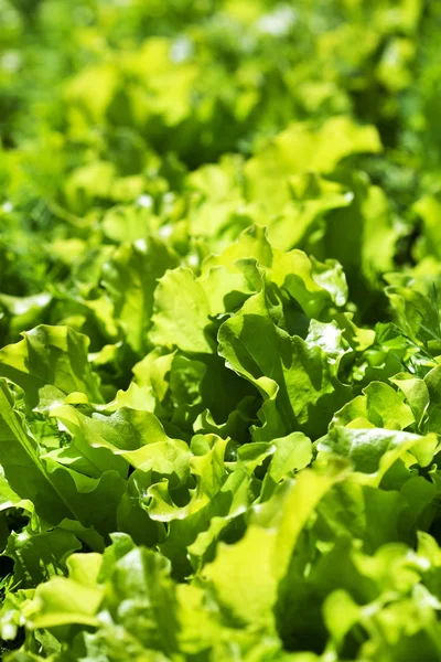 Green Lettuce in the garden — Stock Photo, Image