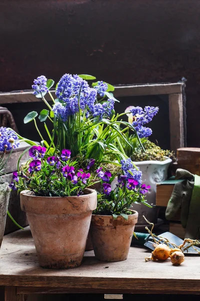 Wiosenne kwiaty w doniczki — Zdjęcie stockowe