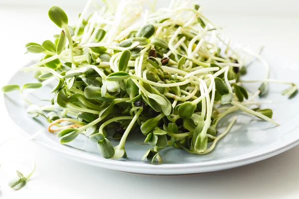 Fresh Sunflower sprouts — Stock Photo, Image