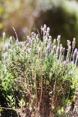 mor lavanta çiçekleri