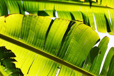 yaprak dokusu portre