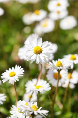 Beyaz chamomiles ile çayır