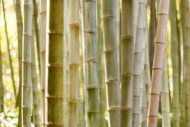 Bambu ormanı kaynaklanıyor