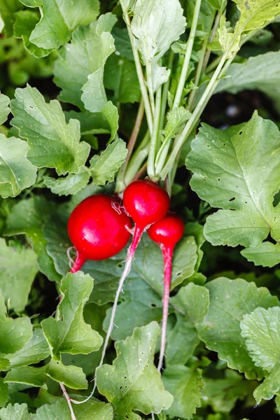 Fresh ripe radish — Stock Photo, Image