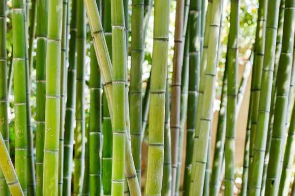 Hastes de bambu close-up — Fotografia de Stock