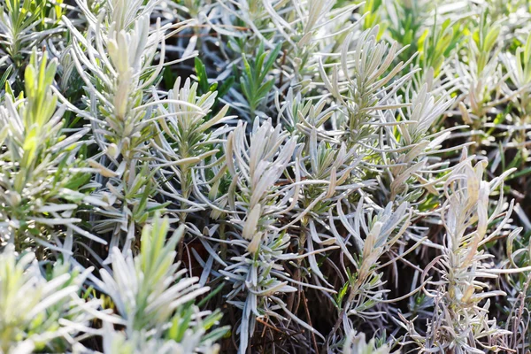 Planta de romero primer plano — Foto de Stock