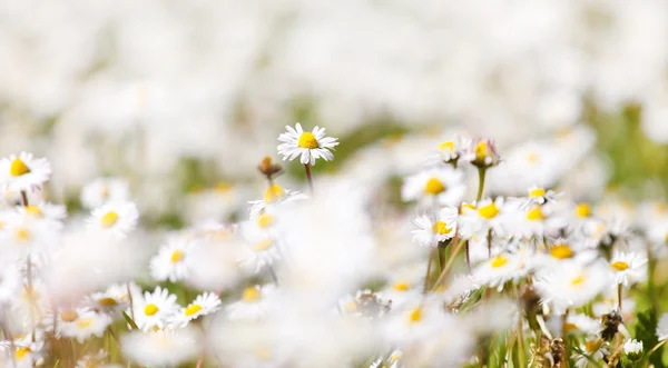 Weiland met witte chamomiles — Stockfoto