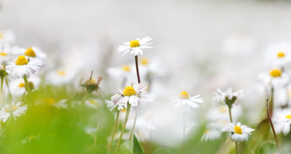 Äng med vita chamomiles — Stockfoto