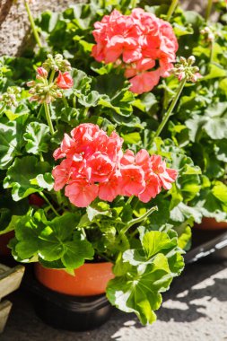 Pembe sardunya çiçekleri