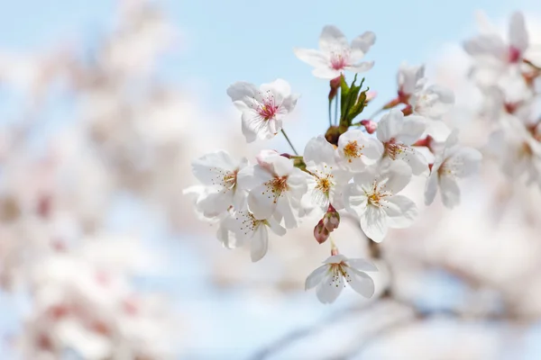 Arbre de printemps en fleurs — Photo