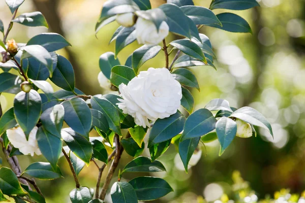 Fehér Gardenia virág — Stock Fotó