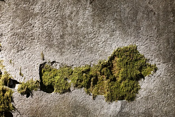 Old wall with moss — Stock Photo, Image