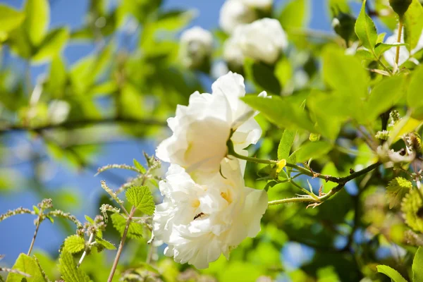 White roses closeup — Stock Photo, Image