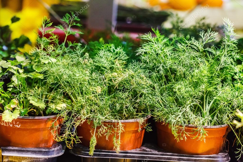 семядоли укропа. как вырастить укроп на подоконнике зимой. фенхель всходы. как вырастить укроп на подоконнике зимой. как вырастить укроп на подоконнике зимой.