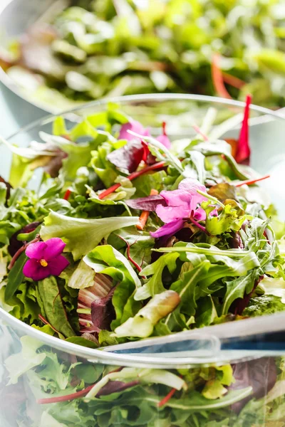 Taze salata tabakları — Stok fotoğraf