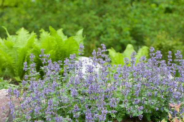 Summer park with flowers — Stock Photo, Image