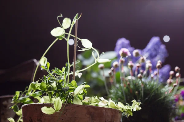 Vårblommor i blomkrukor — Stockfoto