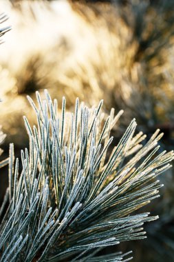 çam iğneleri Şubesi