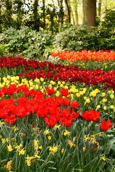 Барвисті квіти тюльпанів у весняному саду — стокове фото