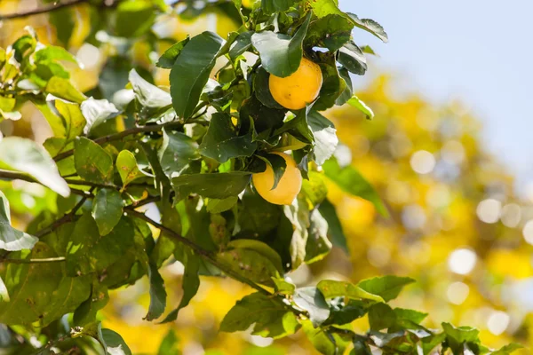 Cabang pohon lemon — Stok Foto