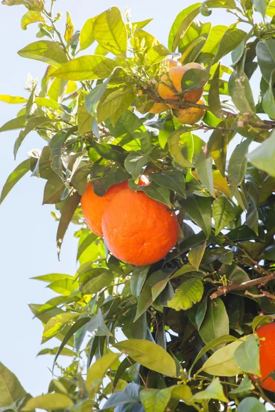 Mandarin tree twig — Stock Photo, Image