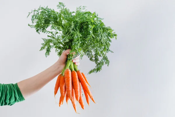 Zanahorias frescas maduras en la mano —  Fotos de Stock