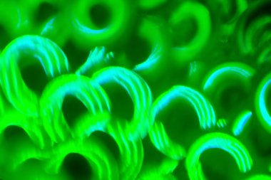 yeşil renk soyut ışıklar