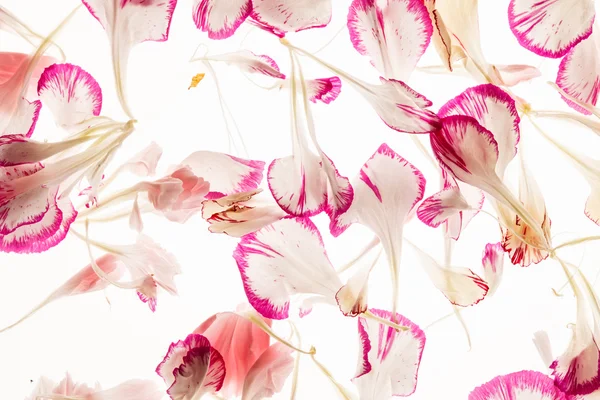 White and pink Flower petals — Stock Photo, Image