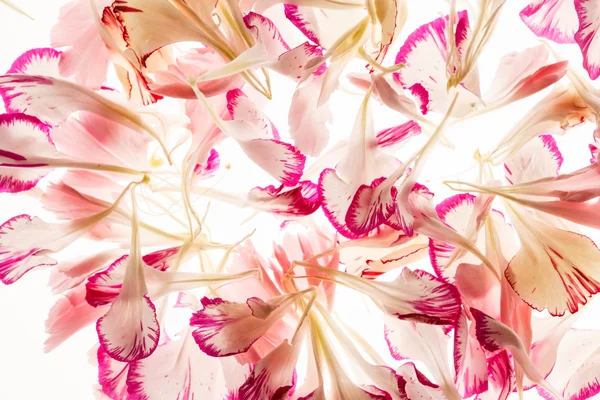 Petali di fiori bianchi e rosa — Foto Stock