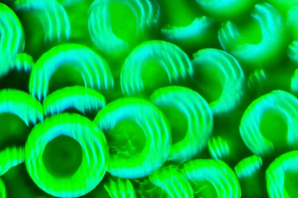 Green color abstract lights — Stock Photo, Image