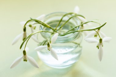 tencerede bahar çiçekleri