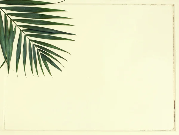 Areca palmové listy — Stock fotografie