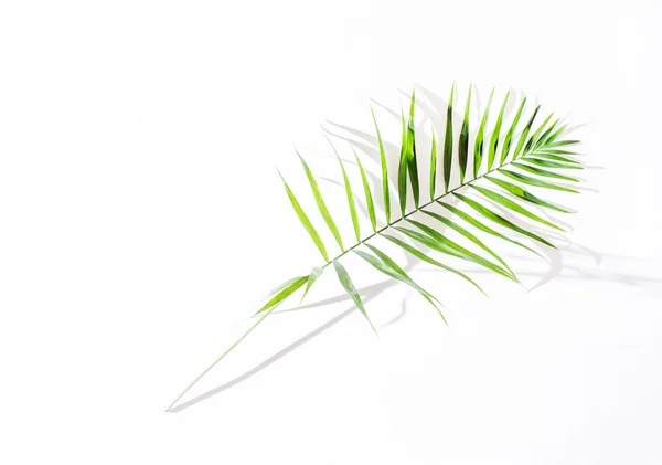 Foglie di palma areca su bianco — Foto Stock