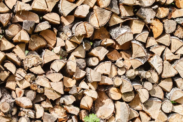 Suché dřevo na zahradě — Stock fotografie