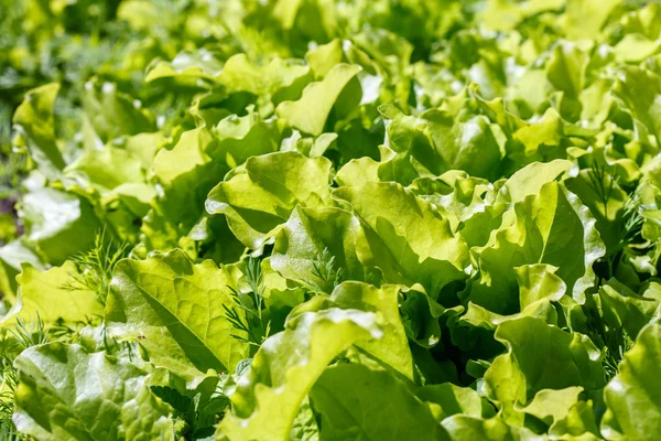 Зеленый салат в саду — стоковое фото