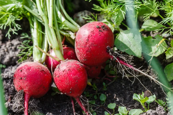 Fresh radish with leaves — Stock Photo, Image