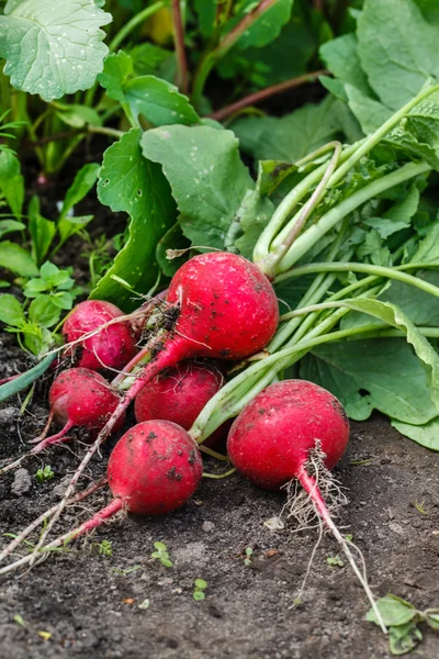 Fresh radish with leaves — Stock Photo, Image