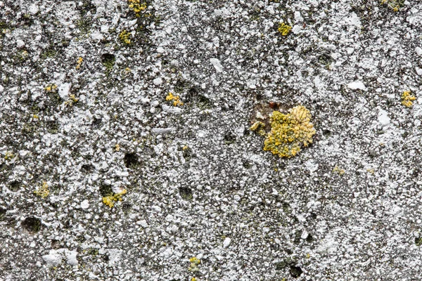 Old wall with moss — Stock Photo, Image