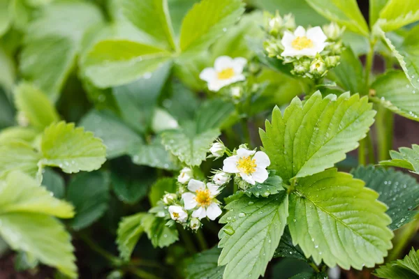 Strawberry flowers and leaves — Stock Photo, Image