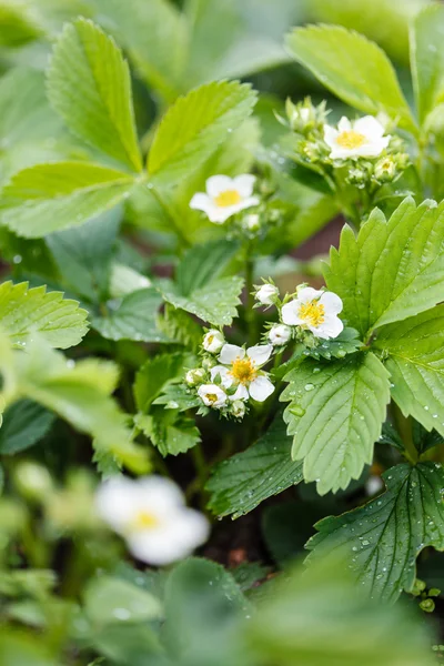 Strawberry flowers and leaves — Stock Photo, Image