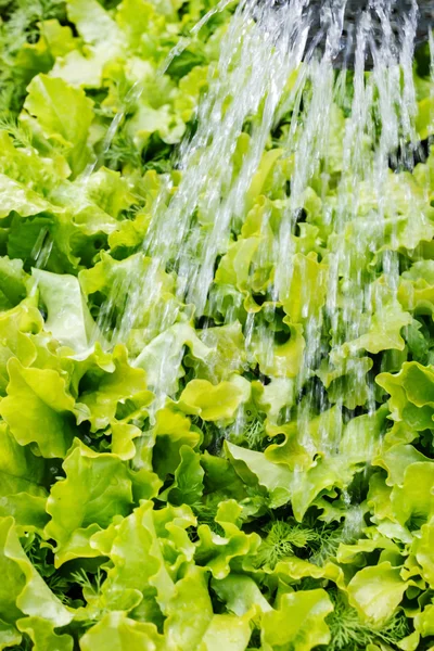 Vattning sallad i trädgården — Stockfoto