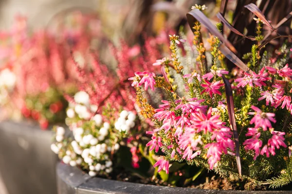 Autumn outdoor plants — Stock Photo, Image