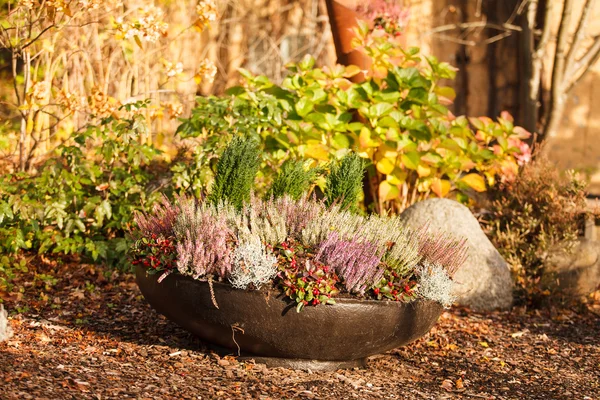 Herfst buiten planten — Stockfoto