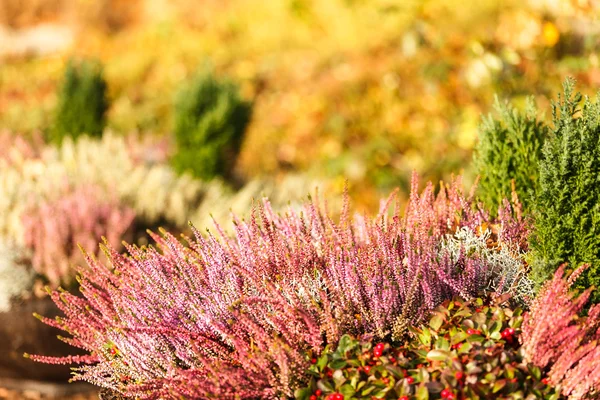 Herfst buiten planten — Stockfoto