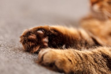  güzel kedi pençeleri  