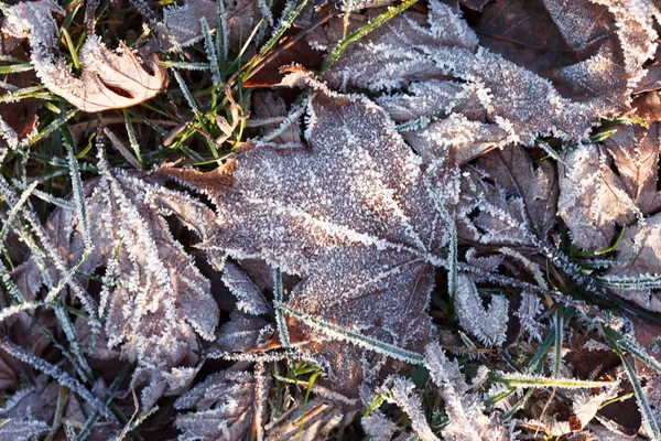 Bevroren bladeren in de winter — Stockfoto
