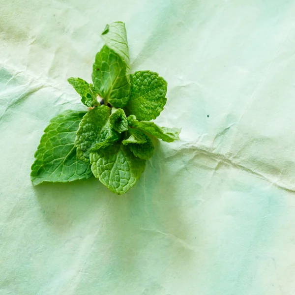 Mint leaves on blue — Stock Photo, Image