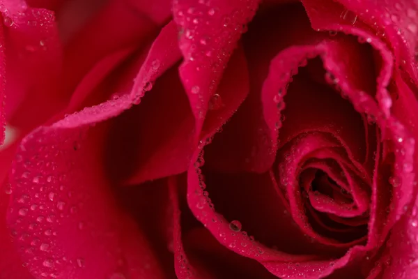 Rosa com gotas de água — Fotografia de Stock